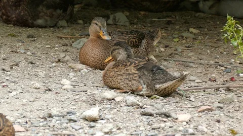 Duck sitting chews with a beak Stock-Footage 123583419