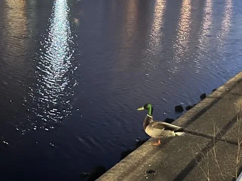 Duck sitting on the Clydeside Stock Photos