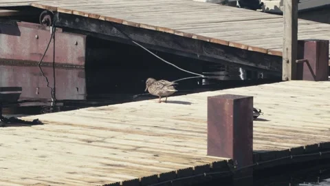 Duck Sitting Down on Peer Stock Footage 238592574