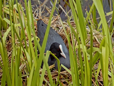 Duck sitting on eggs in the grass Stock Footage 75563475