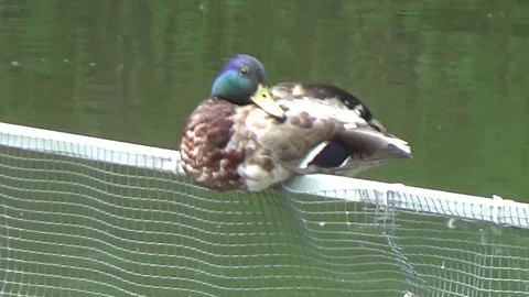Duck sitting on a fence Stock Footage 77206981