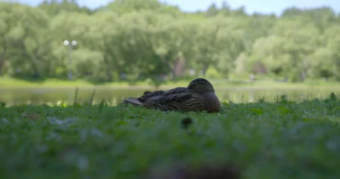 Duck sitting in the grass 1 Vídeo Stock 130907221
