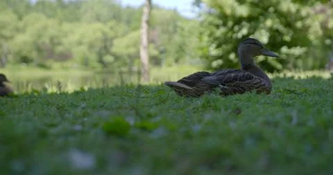 Duck sitting in the grass 2 Vídeo Stock 130907707
