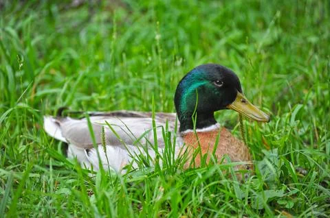 Duck sitting in the grass Stock Photos