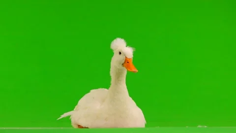 duck on screen