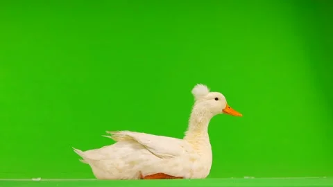 duck on screen