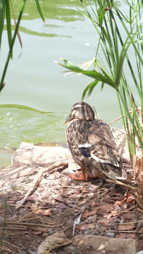 A duck is sitting on the ground near a body of water Stock Footage 278304953