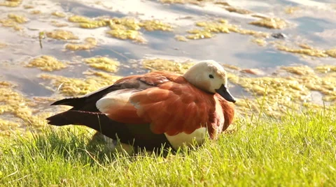 Duck sitting on its  ducklings Stock Footage 51298792