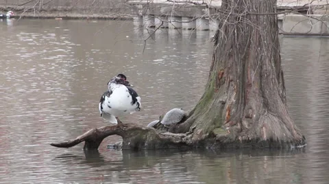 Duck sitting on a log next to a turtle Video stock 35345892