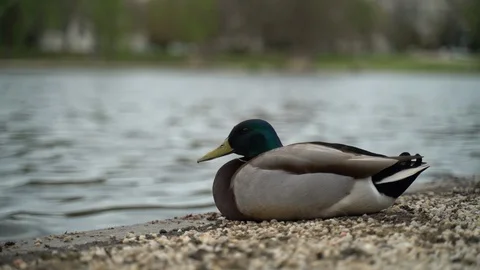 Duck sitting next to a Lake Stock Footage
