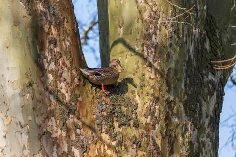 Duck sitting Foto stock