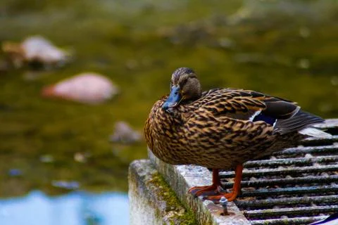 The duck is sitting by the river Stock Photos