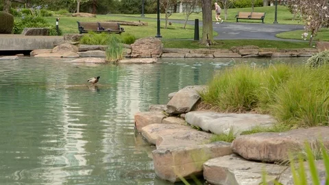 Duck sitting on a rock in a Pond Stock-Footage 89558683