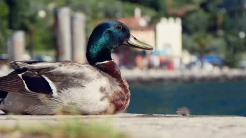 Duck Sitting On The Shore On The Background Of Floating People On A Boat Stock Footage 167478870