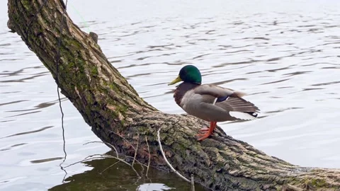 Duck sitting on tree Stock Footage 194178870