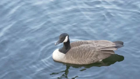 Duck sitting in water Stock Footage 140944750