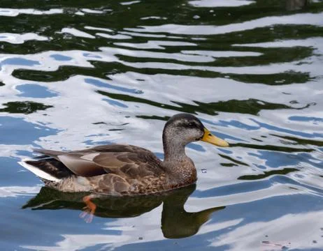 Duck sitting on water with legs visible Stock Photos