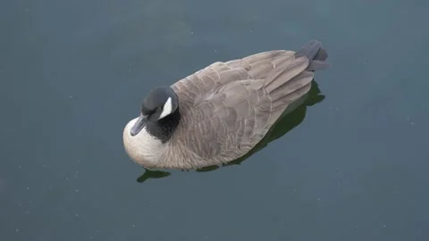 Duck sitting in water with no current Stock Footage 140944759
