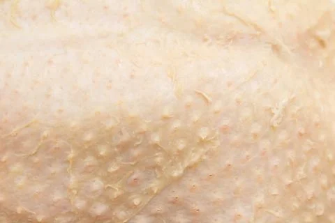Duck skin as background Stock Photos