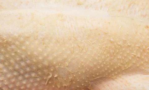 Duck skin as background Stock Photos