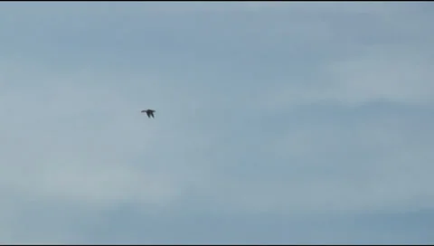 Duck in the sky Stock-Footage 37783269