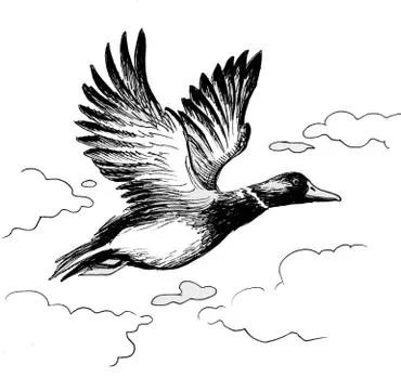 Duck in the sky Stock Illustration
