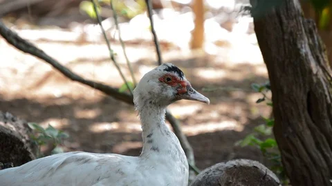 Duck sleeping Stock Footage 98681906