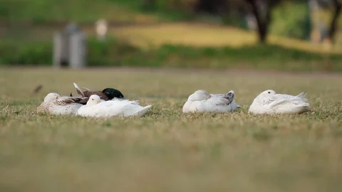 DUCK SLEEPING ON THE GRASS IN THE PARK Video stock 123111208