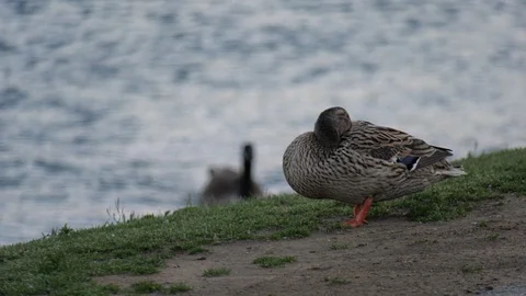 Duck sleeping with lake in background Stock Footage 107168770