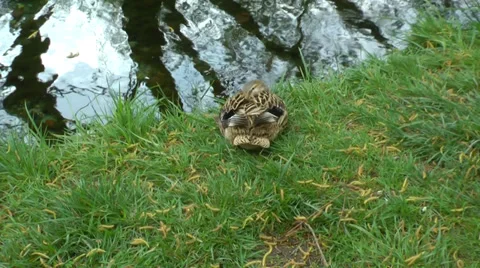 A duck is sleeping next to a river. 스톡 동영상 36973295
