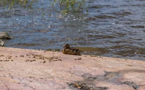 Duck sleeping Stock Photos