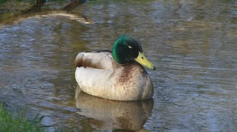 Duck sleeping in pond Stock Footage 702948