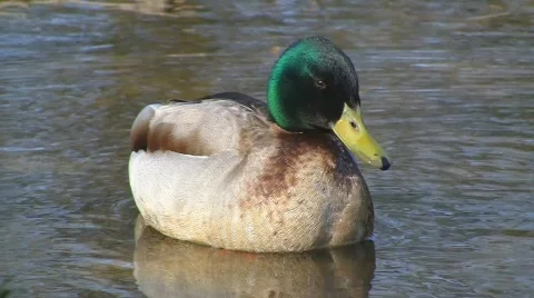 Duck sleeping in pond Stock Footage 703601