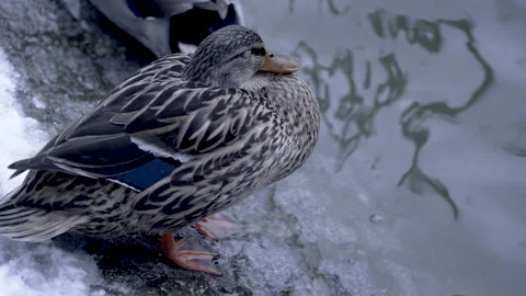 Duck sleeping by the water Stock Footage 166457403