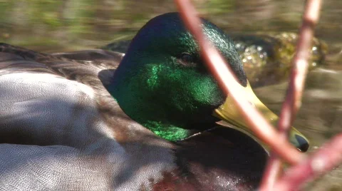 The duck sleeps, a close up. Video stock 708557