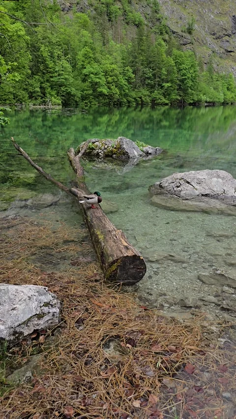 A duck sleeps peacefully on a fallen tree in the crystal-clear waters  Video stock 309417056