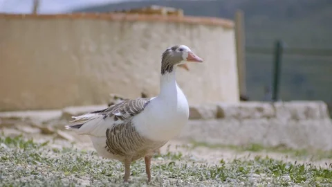 Duck in slow motion 스톡 동영상 107942883