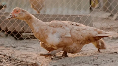 A duck with small ducklings on a farmstead Stock Footage 160345038
