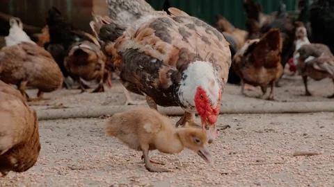 A duck with small ducklings Stock Footage 160344683