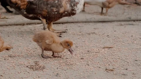 A duck with small ducklings Stock Footage 160344701