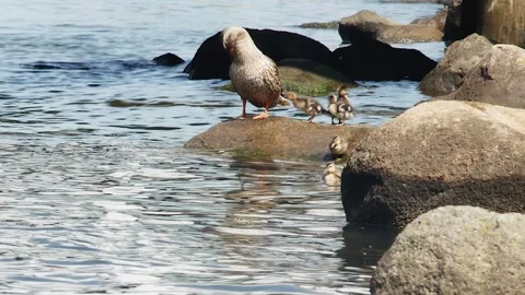 Duck with small ducklings on a large stone near the shore 스톡 동영상 274096656