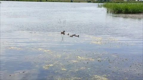 A duck with small ducklings swims in a pond Stock Footage 312250286