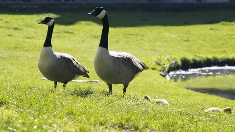 Duck with small ducklings walking on grass Stock Footage 96335022