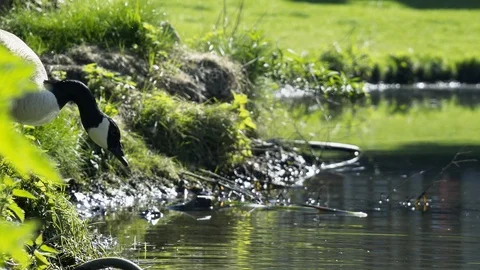 Duck with small ducklings walking on grass Video stock 96338940