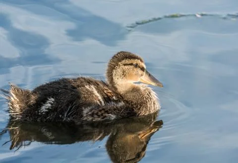 Duck in a small lake Stock Photos