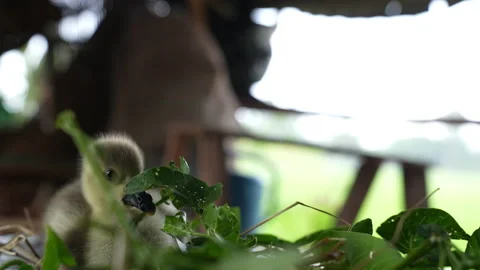 Duck small on table and eating plant  库存影片 237338280
