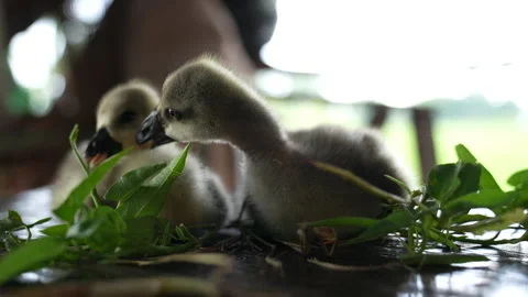 Duck small on table and eating plant  Stock Footage 237338286
