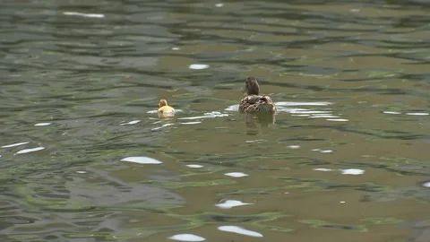 Duck with a small yellow duckling, floating on the waves Video stock 91830835