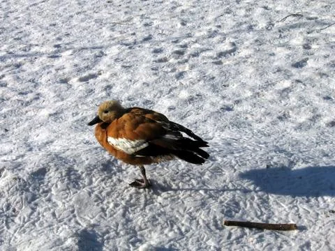 Duck on snow Stock Photos