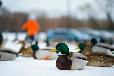 A duck on the snow Stock Photos
